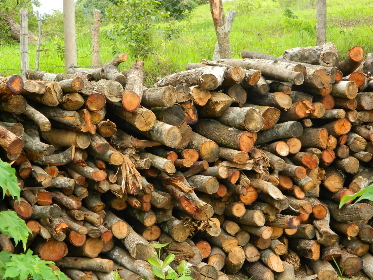 Wie man Brennholz schnell trocknet? In 4 fantastischen Schritten