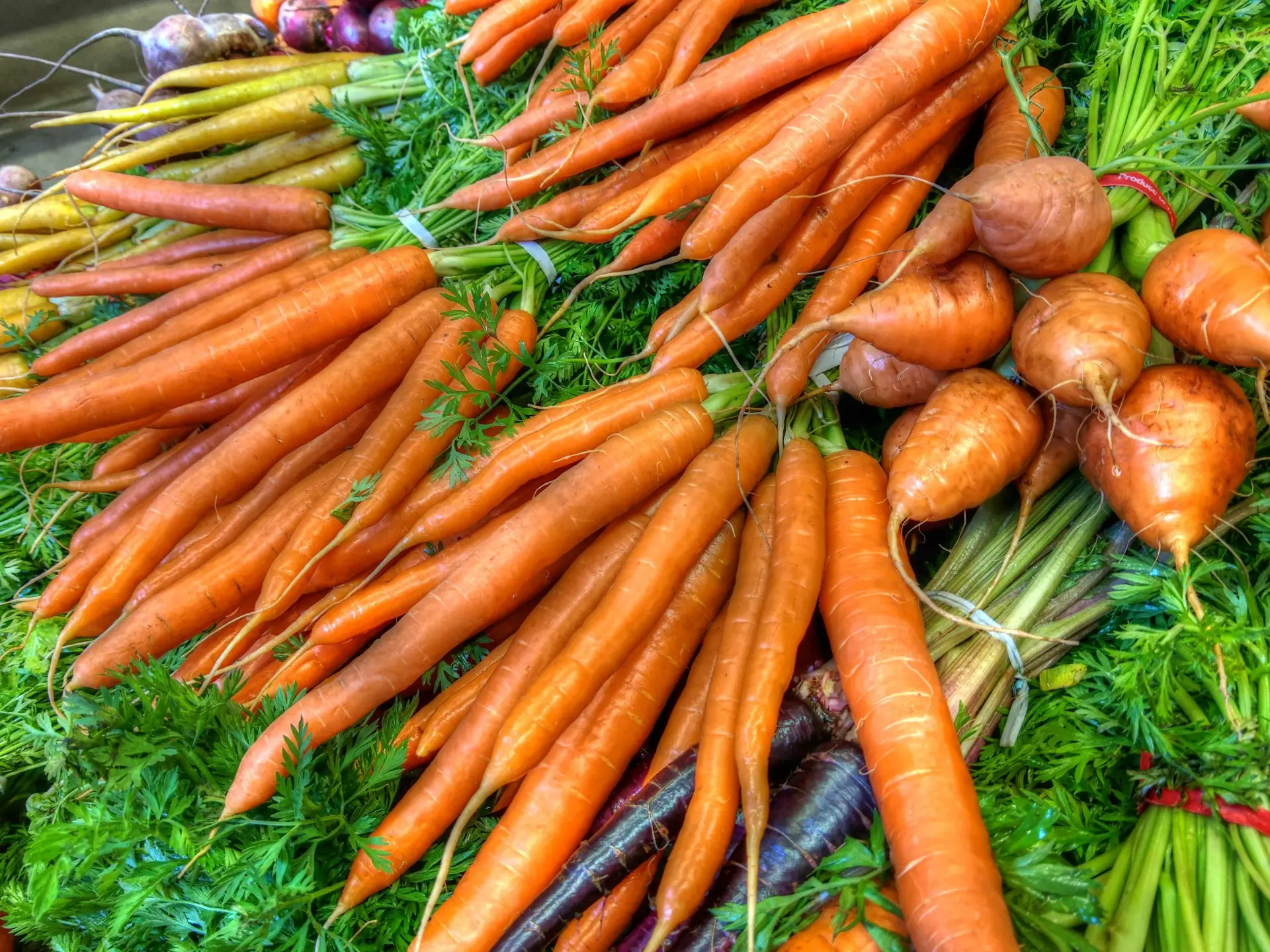 Die Grundlagen des Anbaus von Karotten in Italien