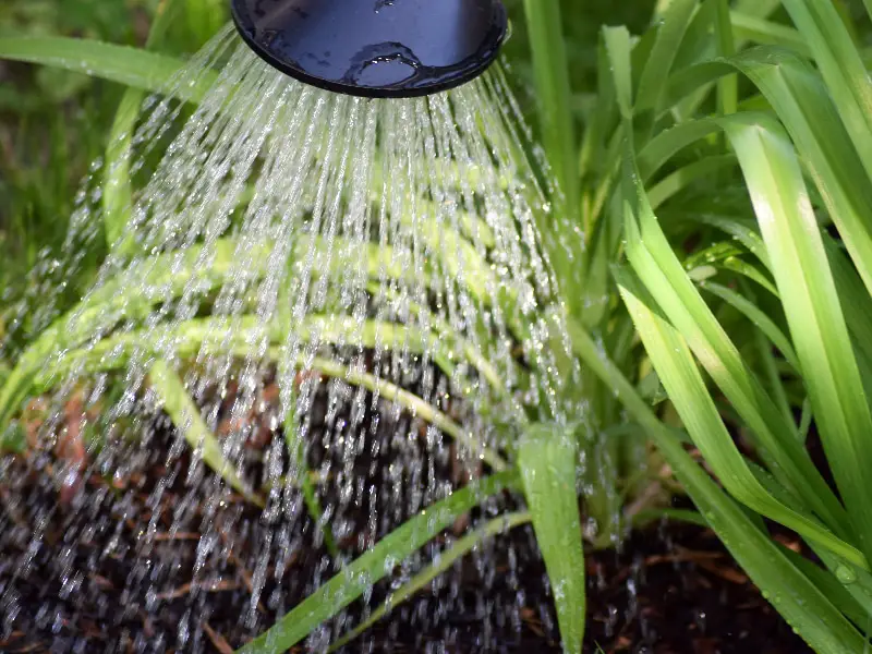 So säuern Sie Wasser für Ihre Pflanzen an