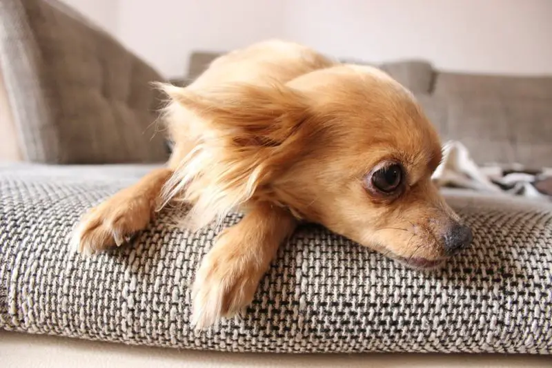 So schützen Sie das Sofa vor Hunden: 2 effektivste Möglichkeiten