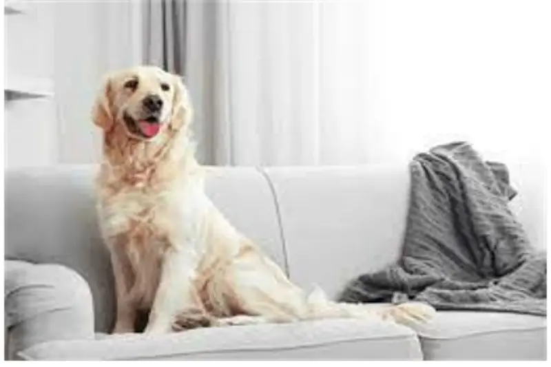 Super einfache und praktische Tipps zum Entfernen von Hundehaaren von einem Drehstuhl