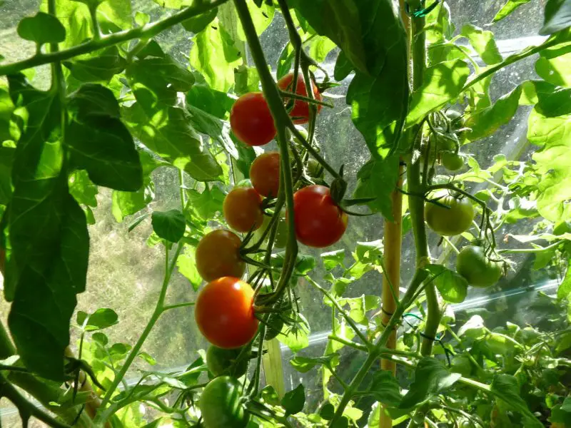 Wann man mit dem Anbau von Tomaten im Polytunnel beginnt