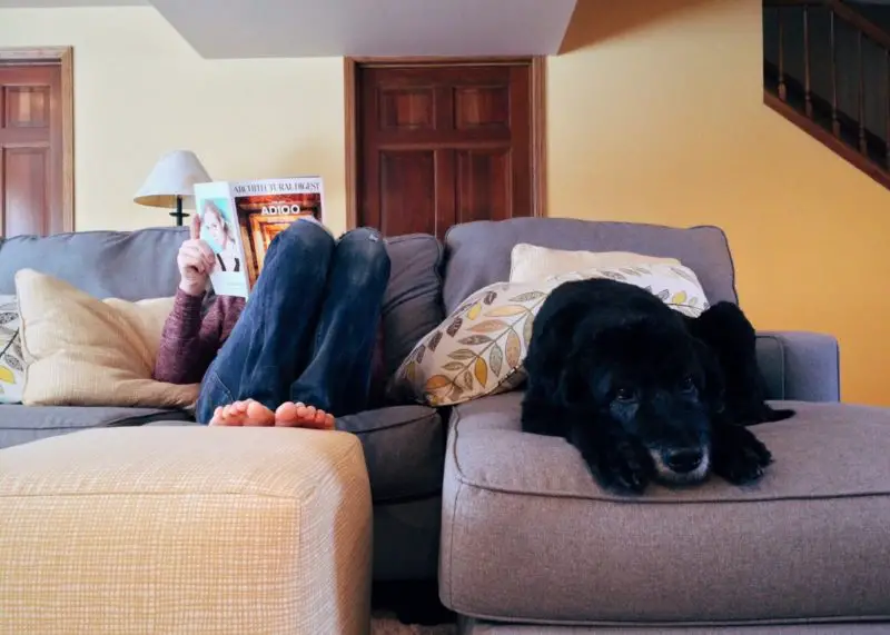 Warum lecken Hunde ihr Bett? 5 beste Ursachen!