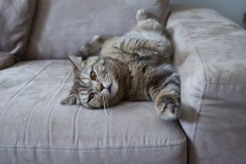 Wie hält man Katzen vom Sofa fern? 2 beste Methoden plus Tipps