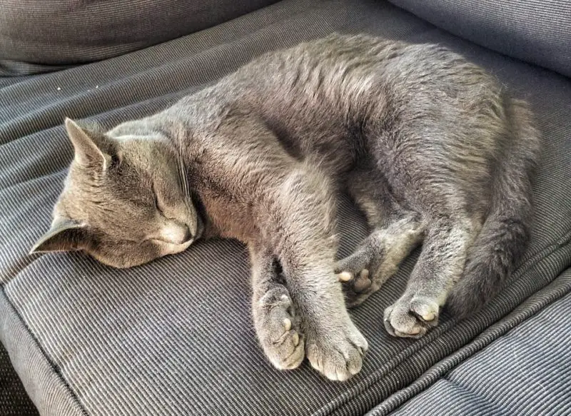 Wie man Katzenurin aus dem Sofa bekommt: Die beste Methode