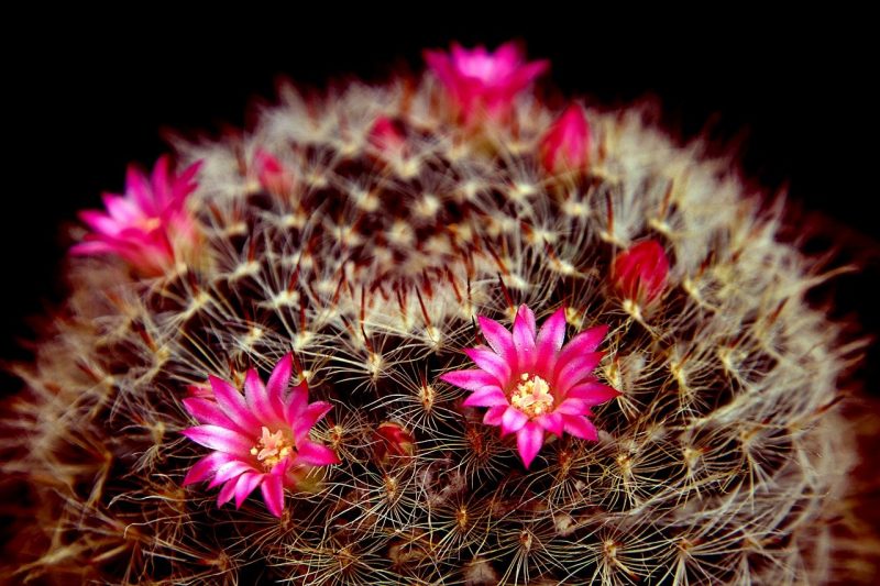 Wie man künstliche Blumen von einem Kaktus entfernt