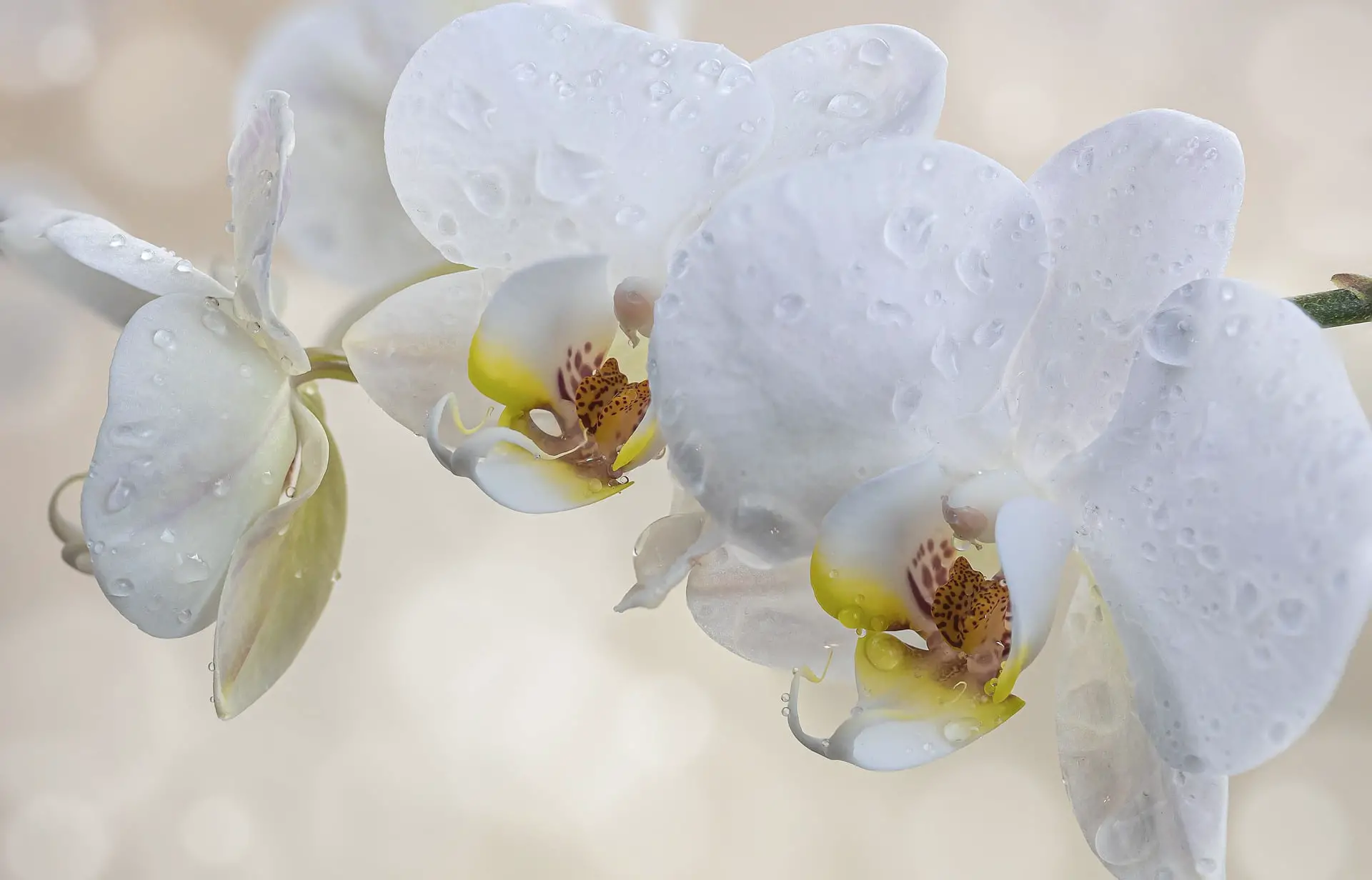 Wie man Orchideen in Wasser in 3 einfachen Schritten züchtet