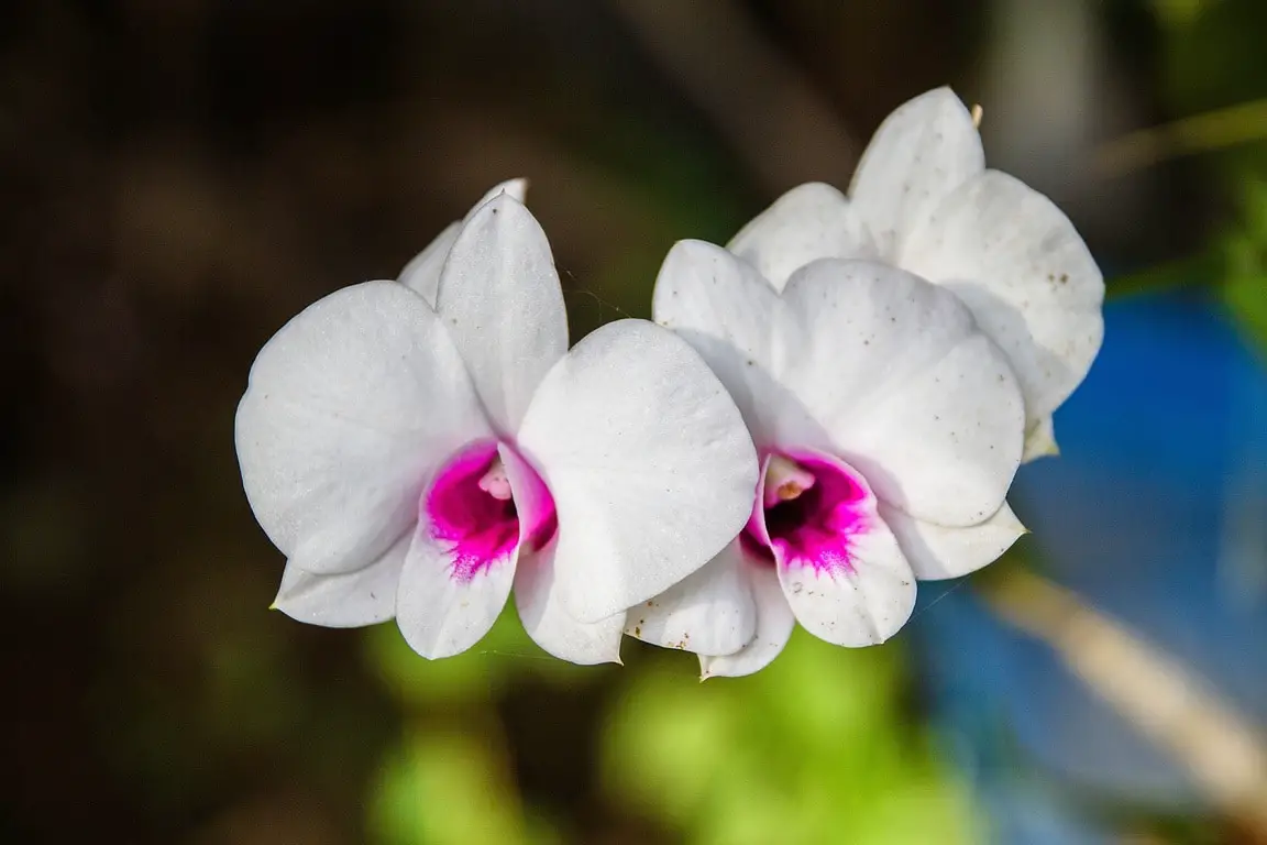 Wie man Spinnmilben auf Orchideen loswird