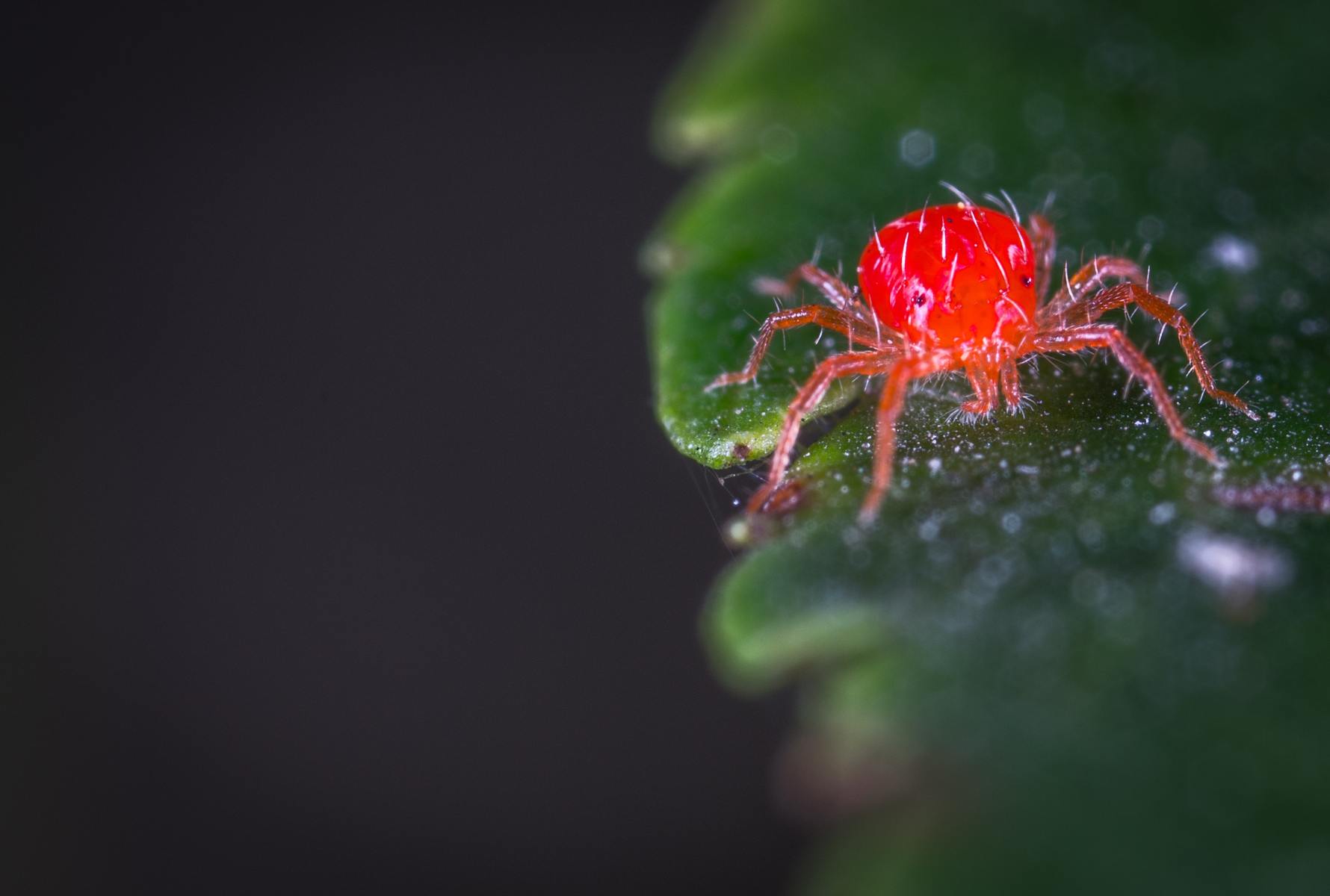 Wie man Spinnmilben beim Trocknen von Weed loswird