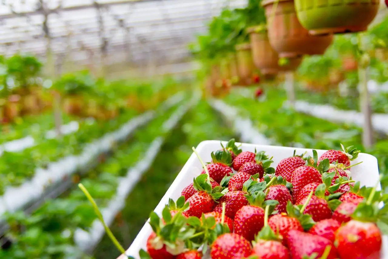 Wo werden Erdbeeren in den USA angebaut?