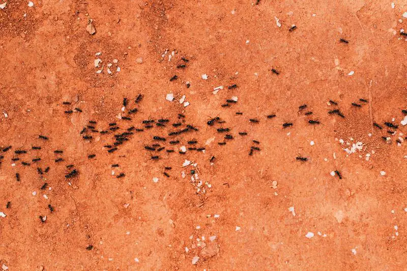 Warum sehe ich nach der Schädlingsbekämpfung mehr Käfer? 10 Präventionstipps