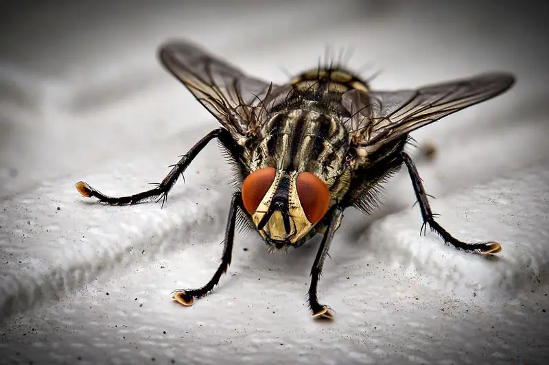 Was ist eine biologische Kontrolle für die Schädlingsbekämpfung?