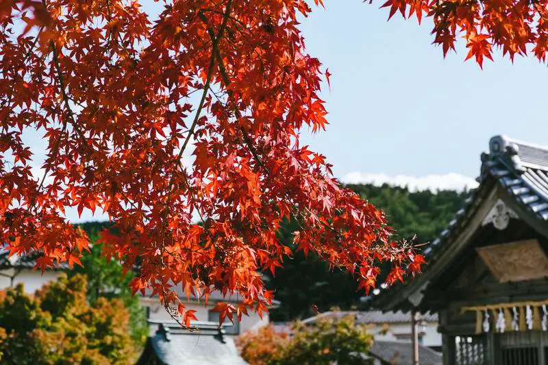 Wie behandeln Sie echten Mehltau auf japanischen Ahornbäumen: 3 Möglichkeiten