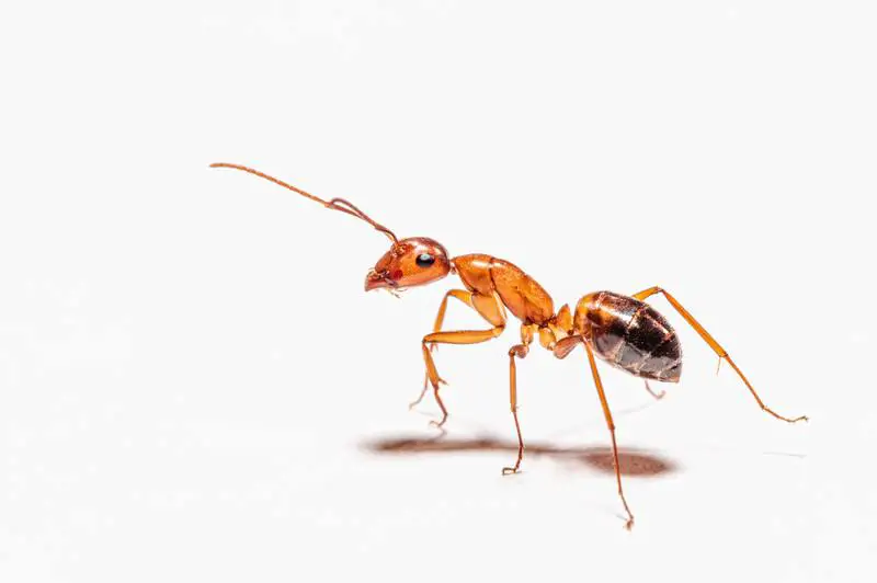 Wie viel kostet die Schädlingsbekämpfung für Ameisen und 3 DIY-Lösungen