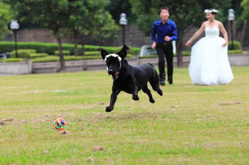 Wie man einen Hund in die Hochzeit integriert: 5 süßeste Wege